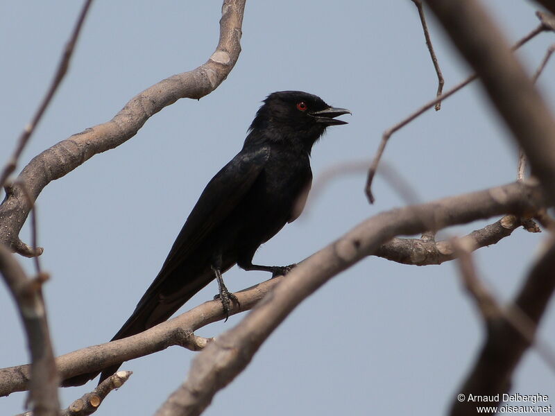 Fork-tailed Drongo