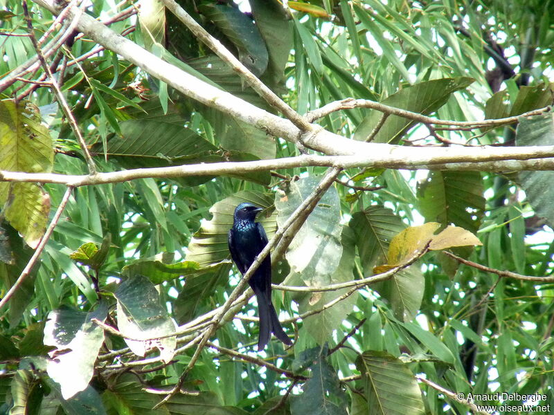 Drongo bronzé