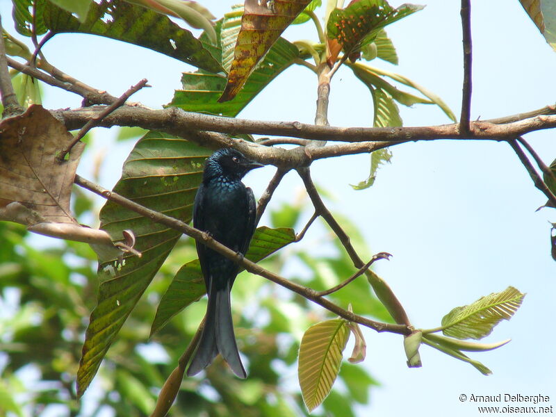 Drongo bronzé