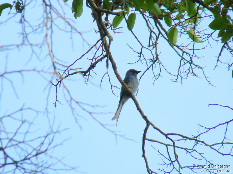 Drongo cendré