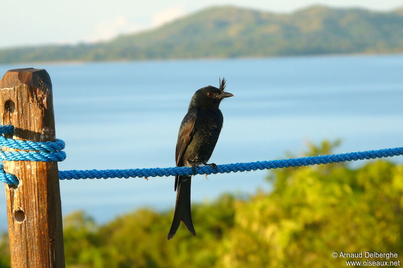 Drongo malgache