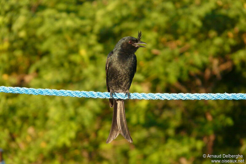 Drongo malgache