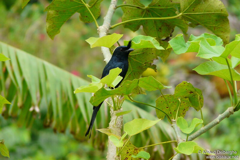 Drongo malgache