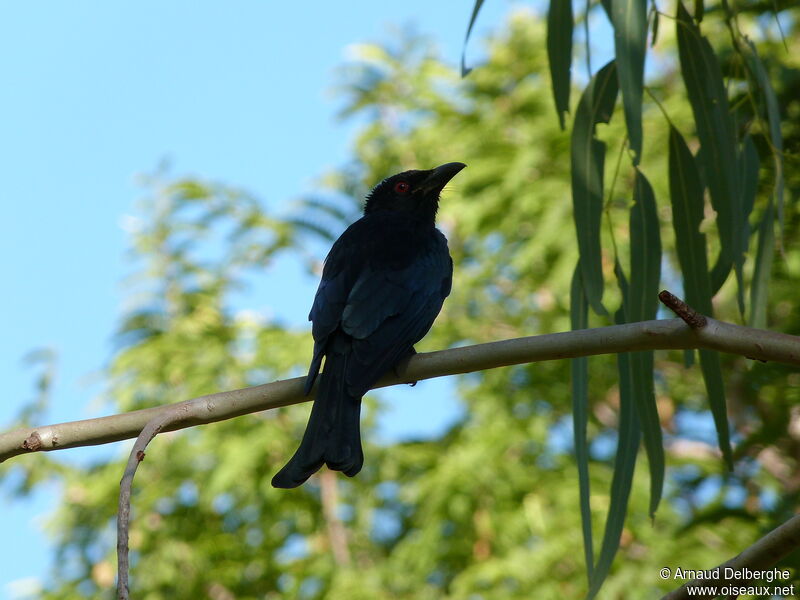 Drongo pailleté