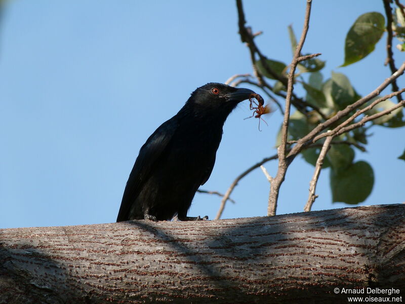 Drongo pailleté