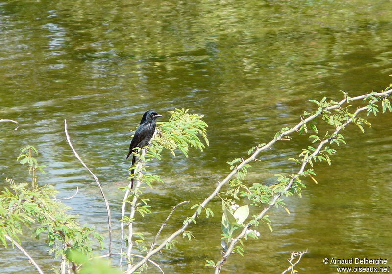 Black Drongo