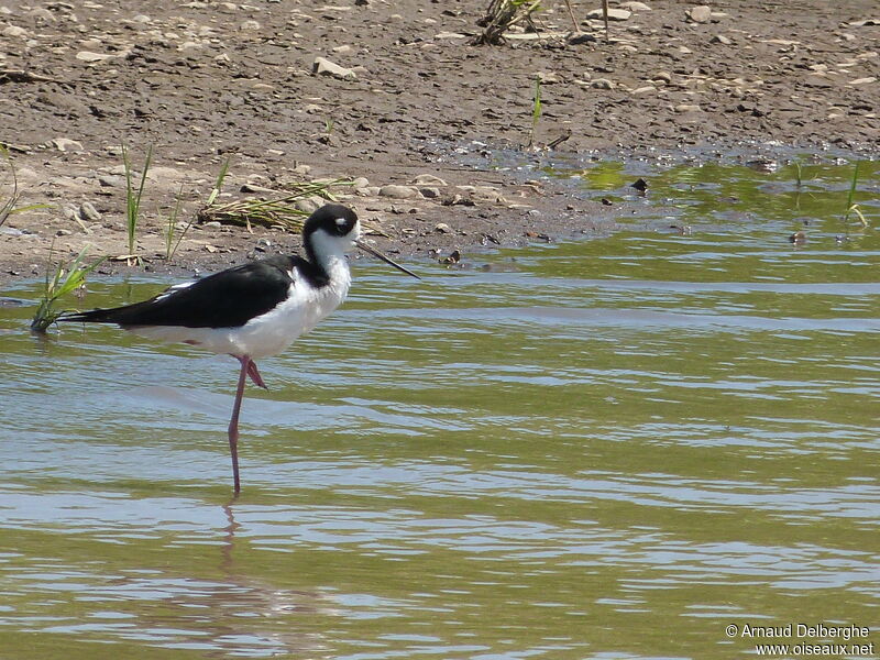 Black-necked Stilt