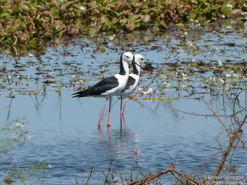 Pied Stilt