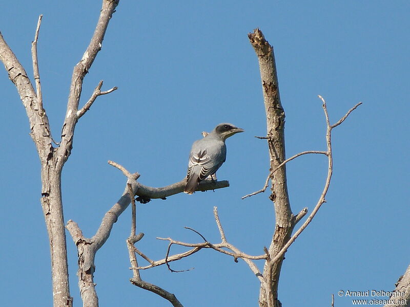 Black-faced Cuckooshrike