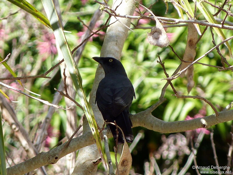 South Melanesian Cuckooshrike