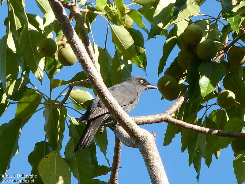 South Melanesian Cuckooshrikeadult