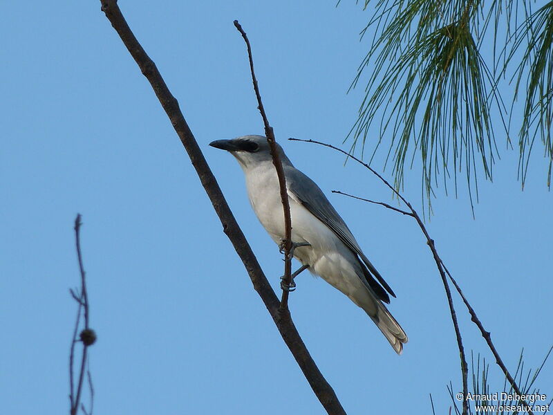 White-bellied Cuckooshrike