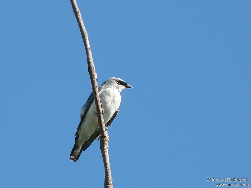 White-bellied Cuckooshrike