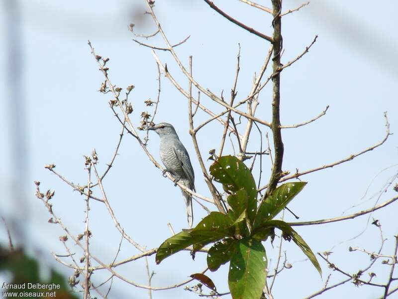 Indochinese Cuckooshrike female adult