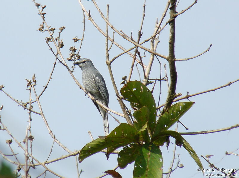 Indochinese Cuckooshrike