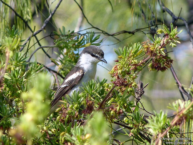 Long-tailed Triller