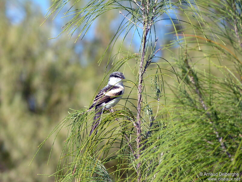 Long-tailed Triller