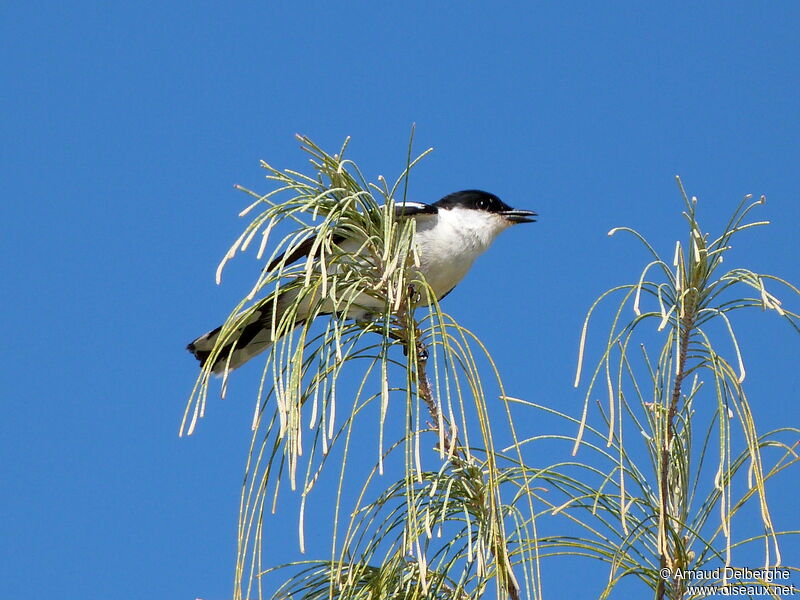 Long-tailed Triller