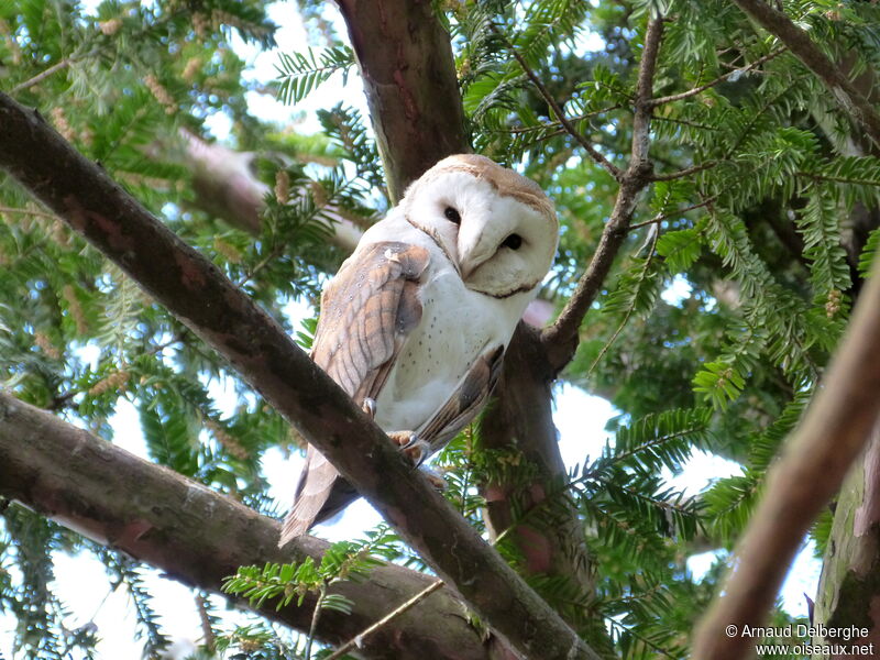 Western Barn Owl