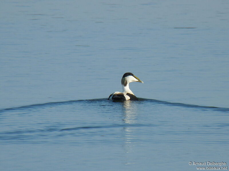 Eider à duvet