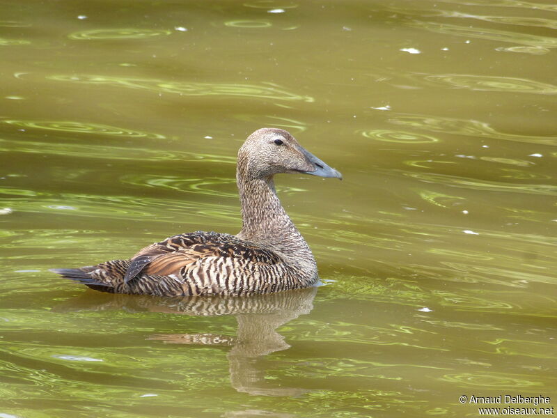 Common Eider female