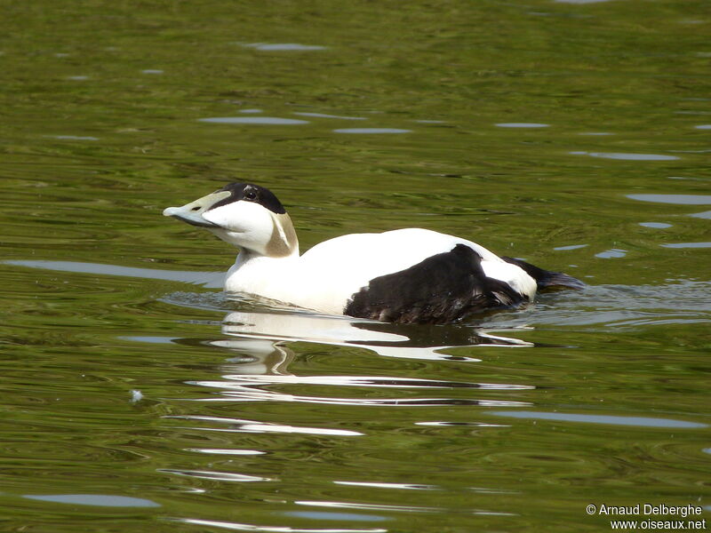 Eider à duvet