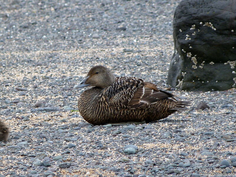 Eider à duvet femelle