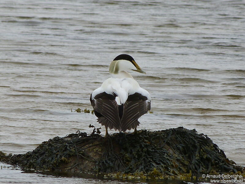 Eider à duvet