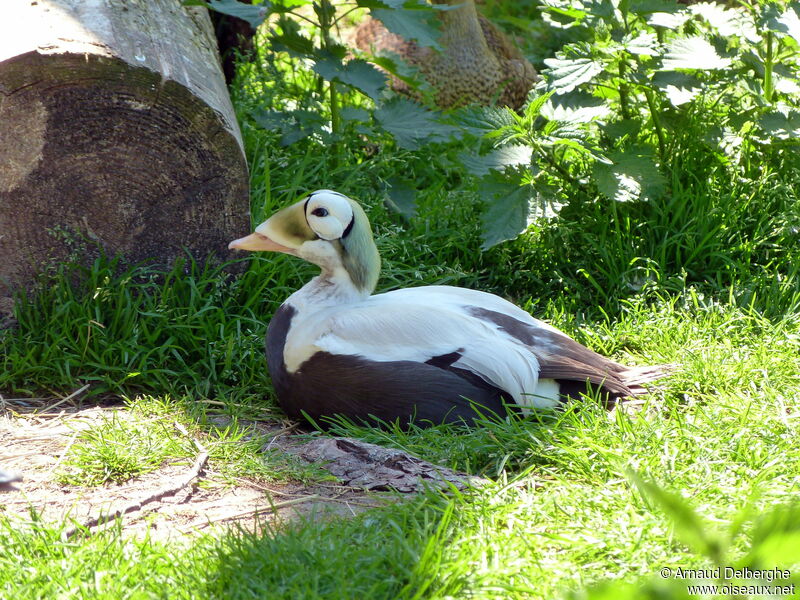 Spectacled Eider