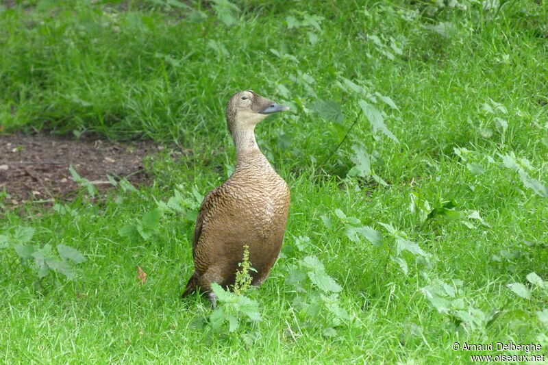 Spectacled Eider female