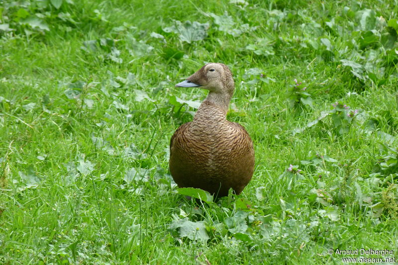 Eider à lunettes femelle