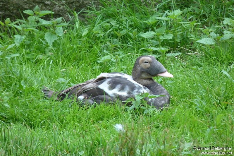 Eider à lunettes