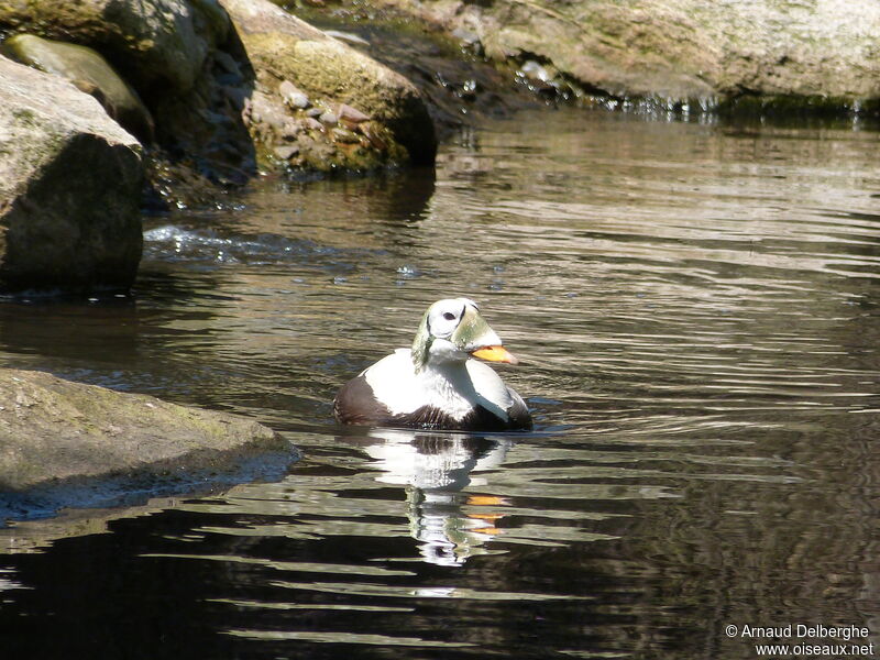 Eider à lunettes