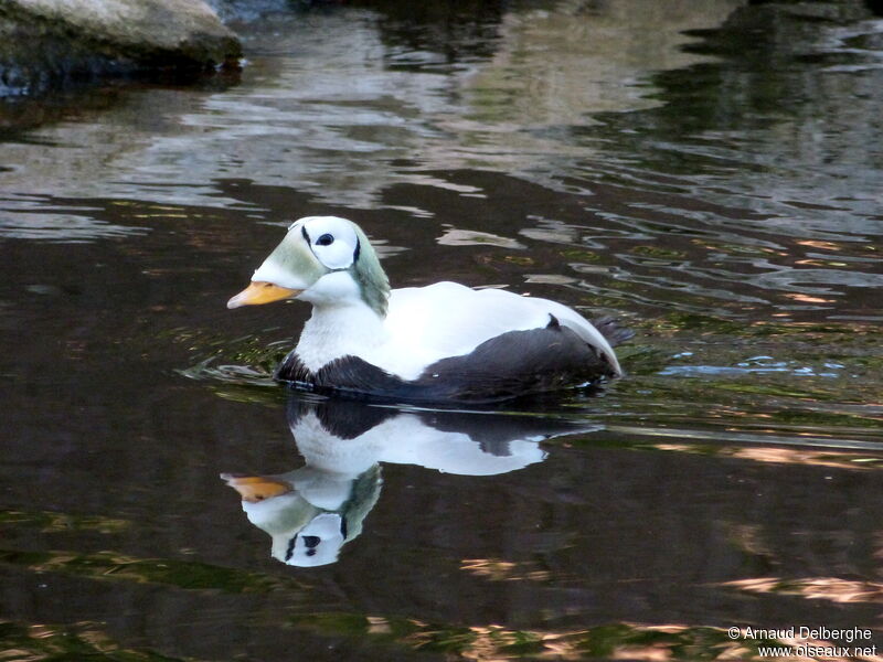 Spectacled Eider