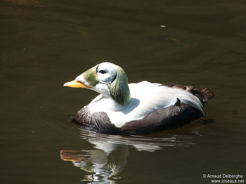 Eider à lunettes, identification