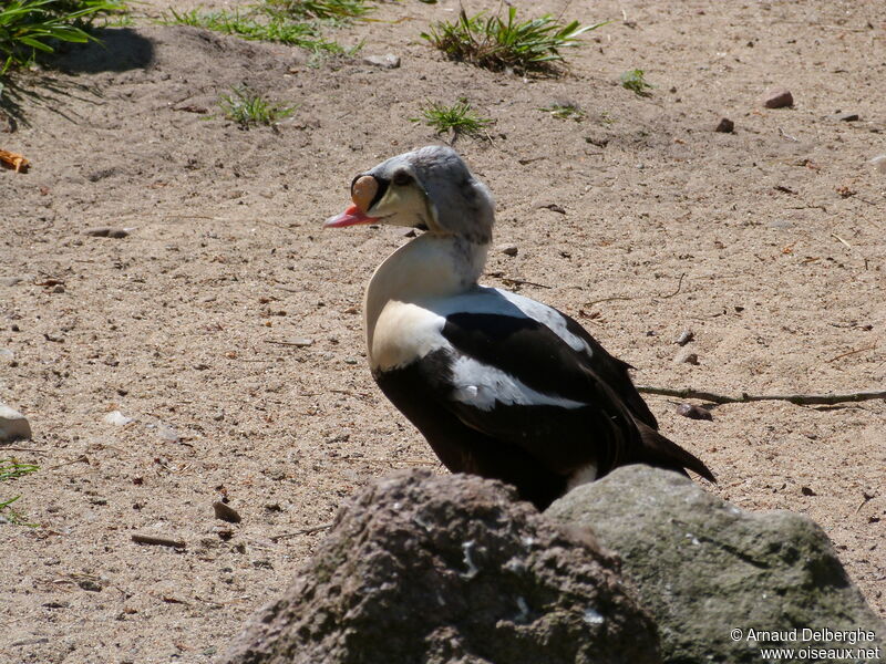 King Eider