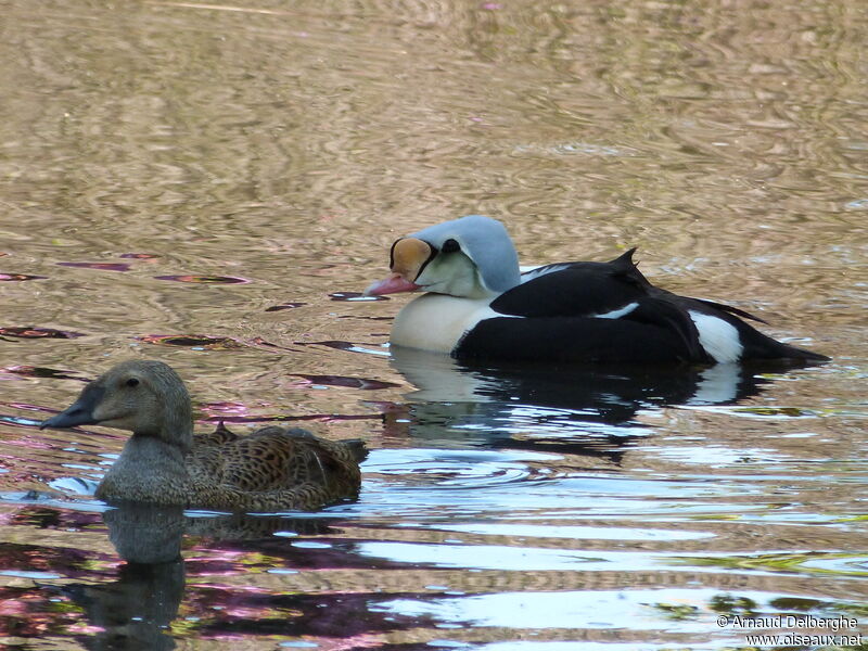 King Eider