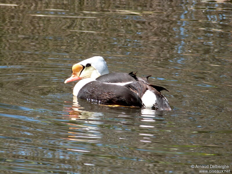 Eider à tête grise