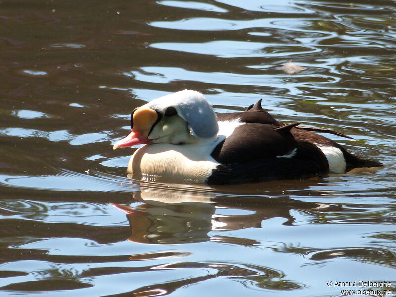 Eider à tête grise