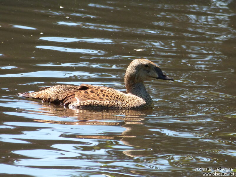 Eider à tête grise femelle