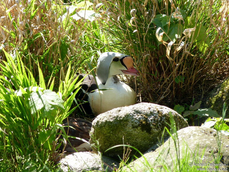 Eider à tête grise