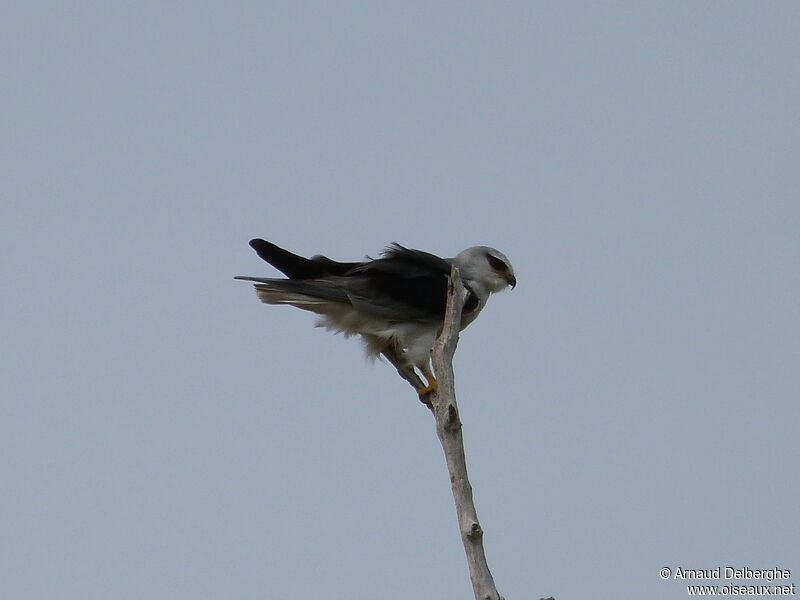 Black-winged Kite