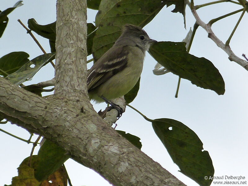 Yellow-bellied Elaenia