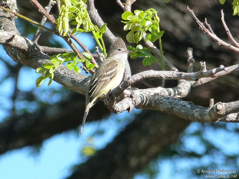 Yellow-bellied Elaenia