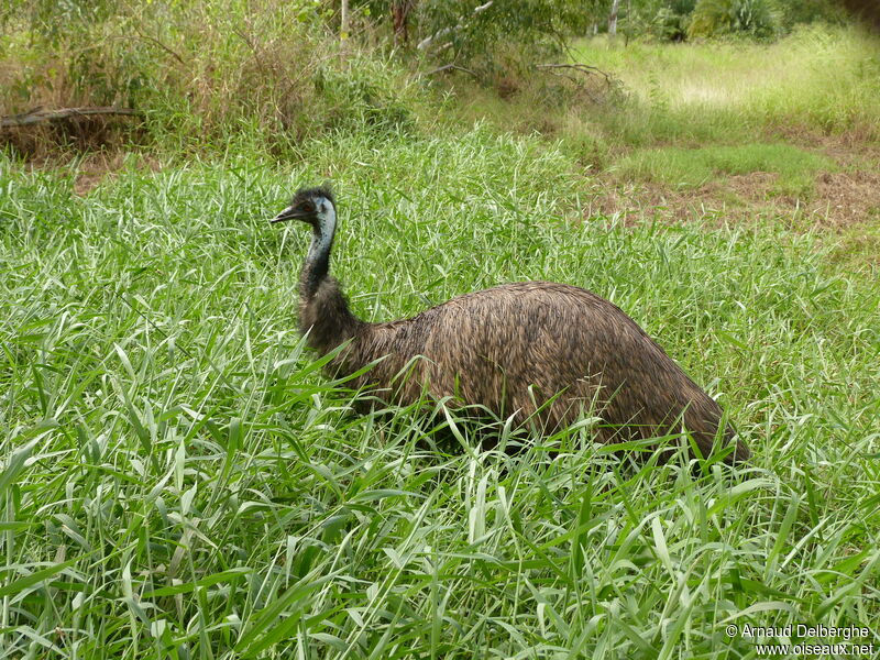 Émeu d'Australie