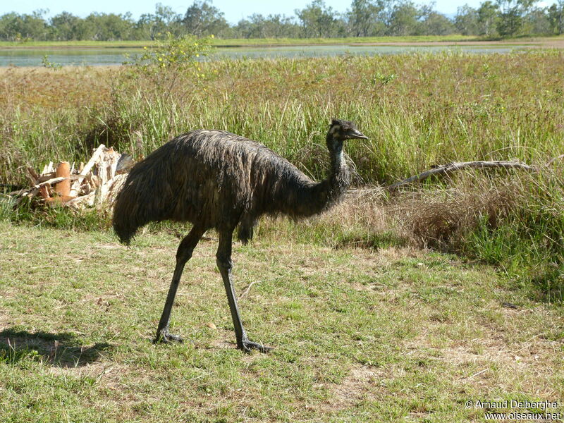 Emu