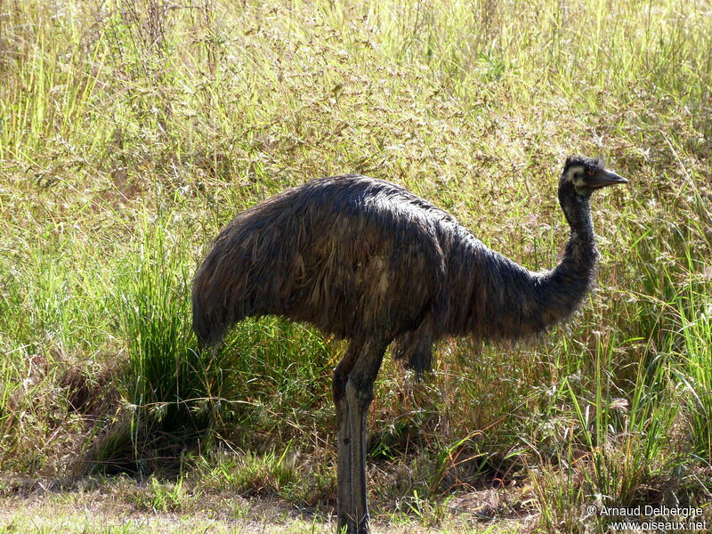 Emu