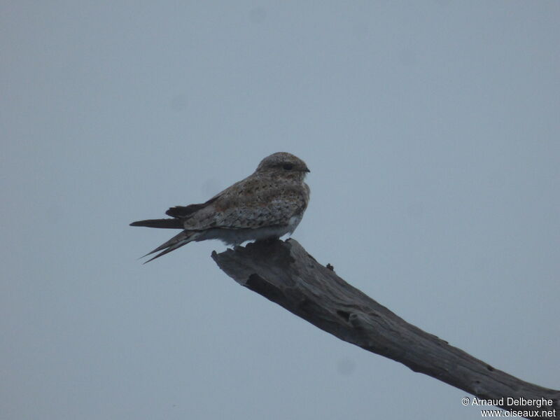 Sand-colored Nighthawk