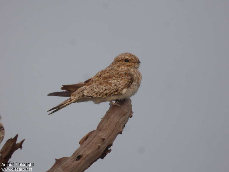 Sand-colored Nighthawk, identification