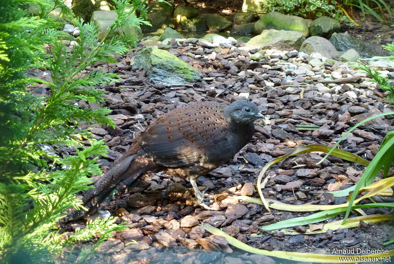 Mountain Peacock-Pheasant